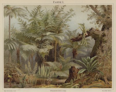 Ferns by German School